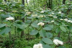 © 2021 Conservation Media, LLC