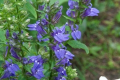 Vertical image of great blue lobelia with horticultural coneflower in the foreground