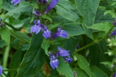 Verticle image of great blue lobelia with foliage
