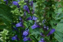 Vertical image of great blue lobelia