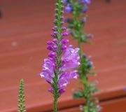 Flower stalk of obedient plant (Physostegia virginiana).