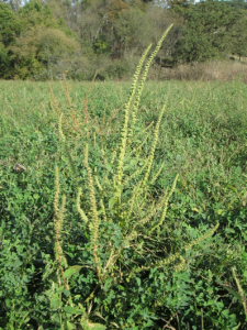 Palmer amaranth can produce 500,000 seeds per plant.