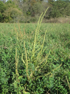 Female Palmer amaranth plant in Grant County, Wisconsin