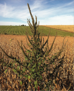 Palmer amaranth in soybean field.