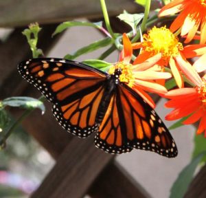 Image of monarch butterfly.