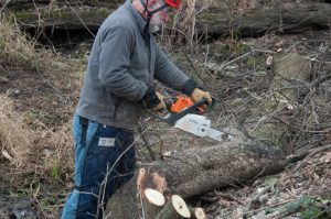 Volunteer using chainsaw to cut up a boxelder tree.