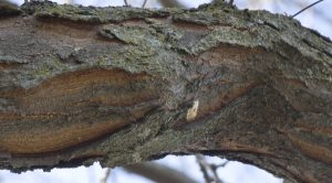 Picture of gypsy moth egg mass black locust tree.