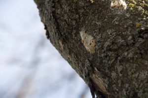 Picture of gypsy moth egg masses on maple tree.