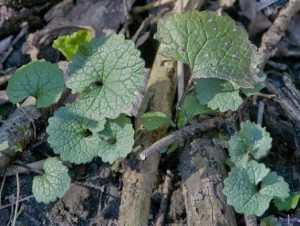 Image of garlic mustard rosettes.