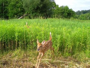 Photo of fawn bounding out of a patch of goldenrod.