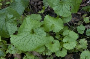 Picture of young garlic mustard plants.