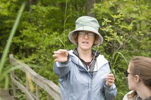 Wetlands educator show difference between Reed Canary Grass and native wetland grasses.