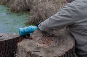 Picture of someone spraying herbicide on a tree stump.