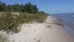 Picture of Lake Michigan beach with trees, dune grass and shrubs.