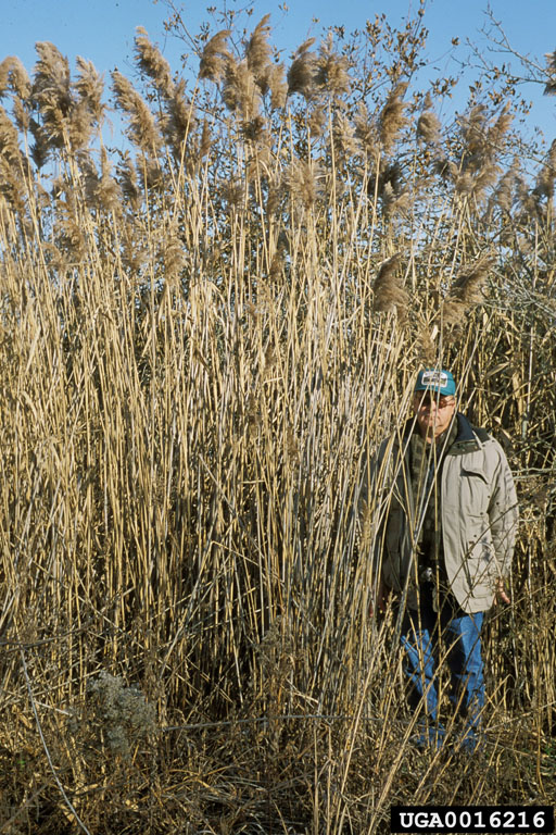 Picture of standing man with common reed towering over him.