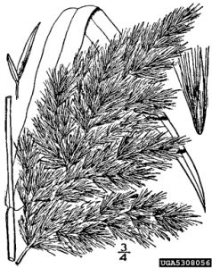 Illustration of common reed seed head.