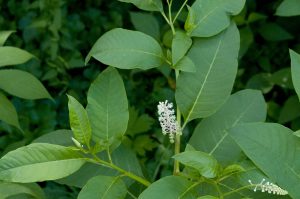 closeup of Japanese knotweed flower