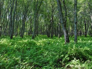 Picture of silver maple floodplain forest community.