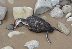 Photo of dead waterfowl on the beach.