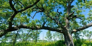 Large open growth form oak tree