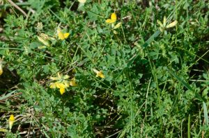 Picture of Birdsfoot trefoil (Lotus corniculatus).