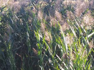 photo of Phragmites also called common reed grass.