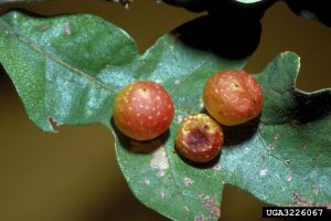 Picture of a gall from the Cynipid gall wasp on an oak leaf.