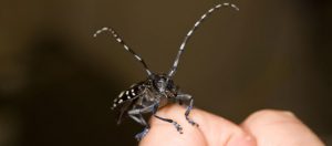 Picture of Asian longhorn beetle on human finger.