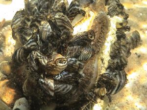 Picture of zebra mussels.