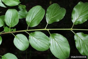 Picture of common buckthorn leaves