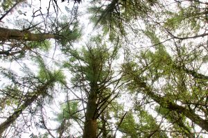 Picture of red cedar trees.