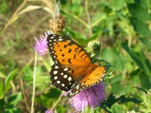 picture of regal fritillary butterfly 