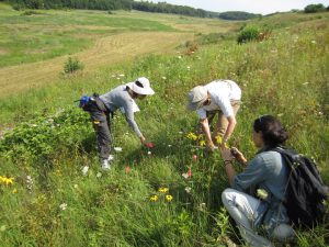 Picture of volunteers training to find rare plants.