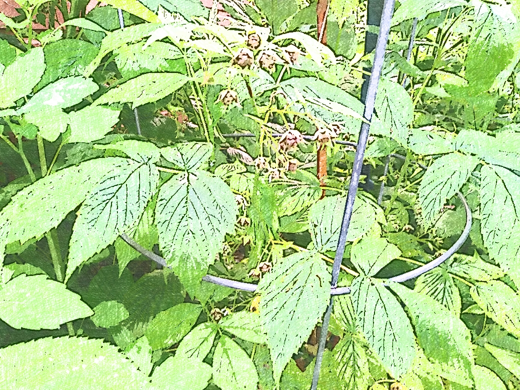 Which Garden Flowers Outcompete Brambles? - Conservation Digest