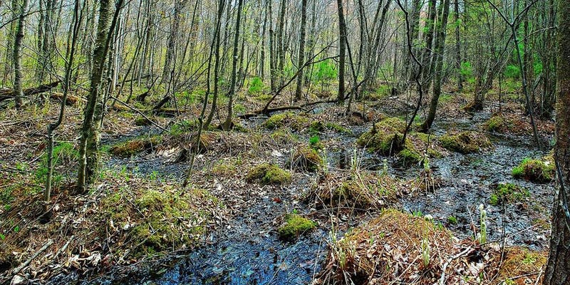 image of springs in Chippewa Moraine wetlands