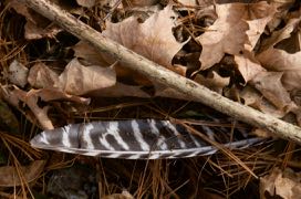 image of turkey feather on the ground