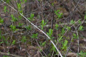 Image of bush honeysuckle