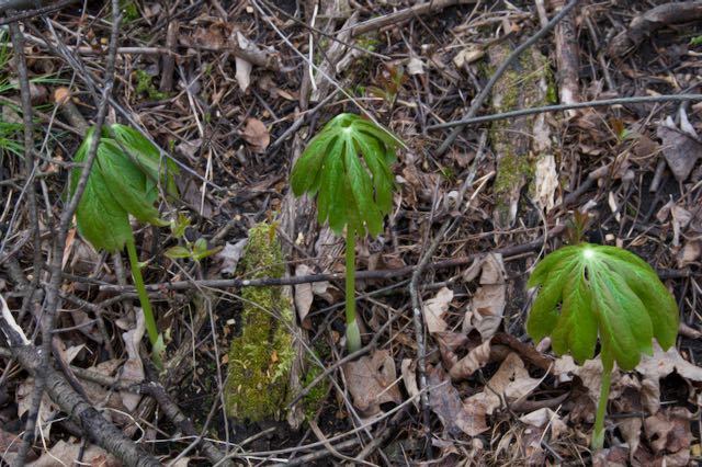 Image of mayapples