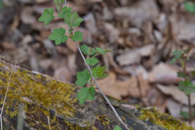 Image of gooseberry