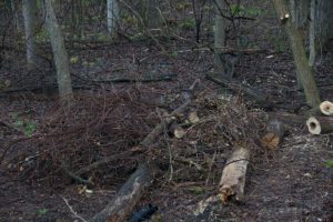 Image of buckthorn on brush pile