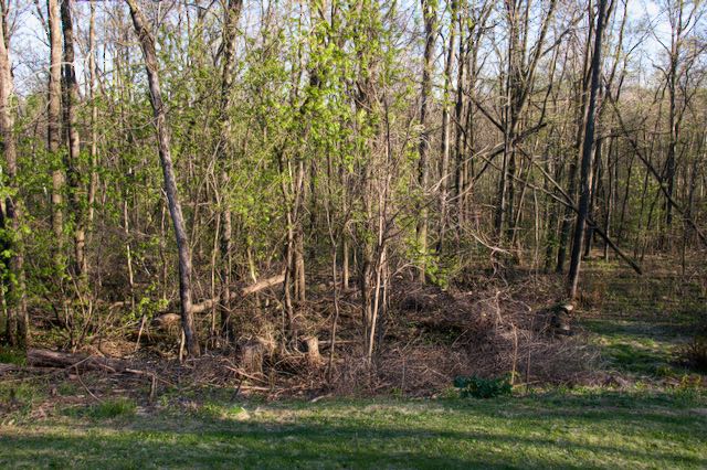 Image of woodland in the early morning light