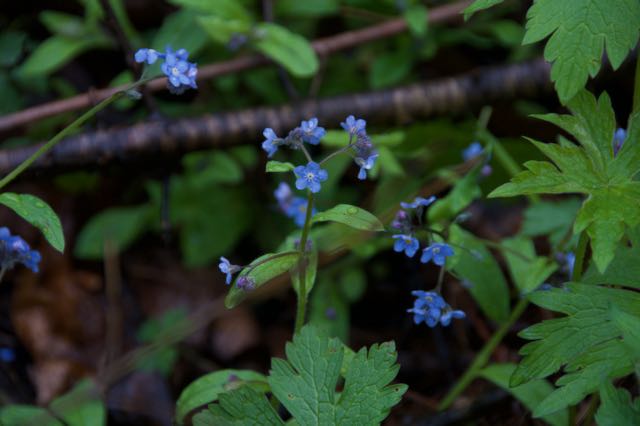Image of forget me not flowers