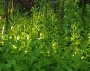 Image of garlic mustard in seed