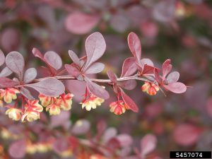 Image of the woody species Japanese barberry