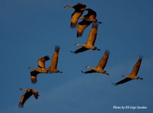 image of sandhill cranes flying in formation