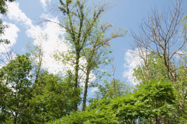 Image or ash trees whose crowns are partially and fully defoliated by Emerald Ash Borer.