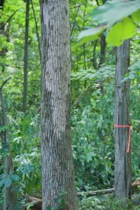 Image of green ash tree with significant bark blonding