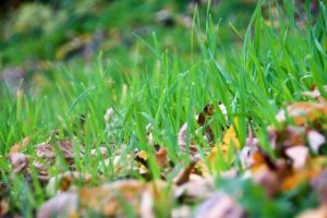 Image of four inch oat sprouts used as cover crops