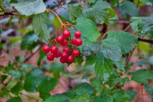 closeup image of highbush cranberry berries