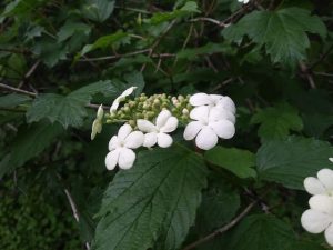 Image of blooming maple leaf viburnum.